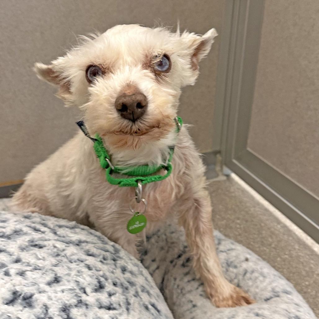 Mable, a Adoptable Mixed Breed in Hailey, ID image 5/5