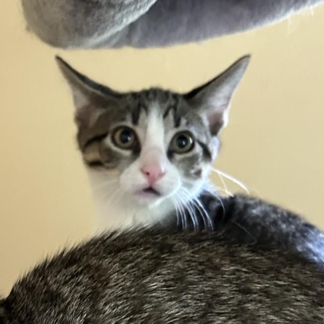 Shiitake, a Adoptable Domestic Short Hair in Springdale, AR image 2/2