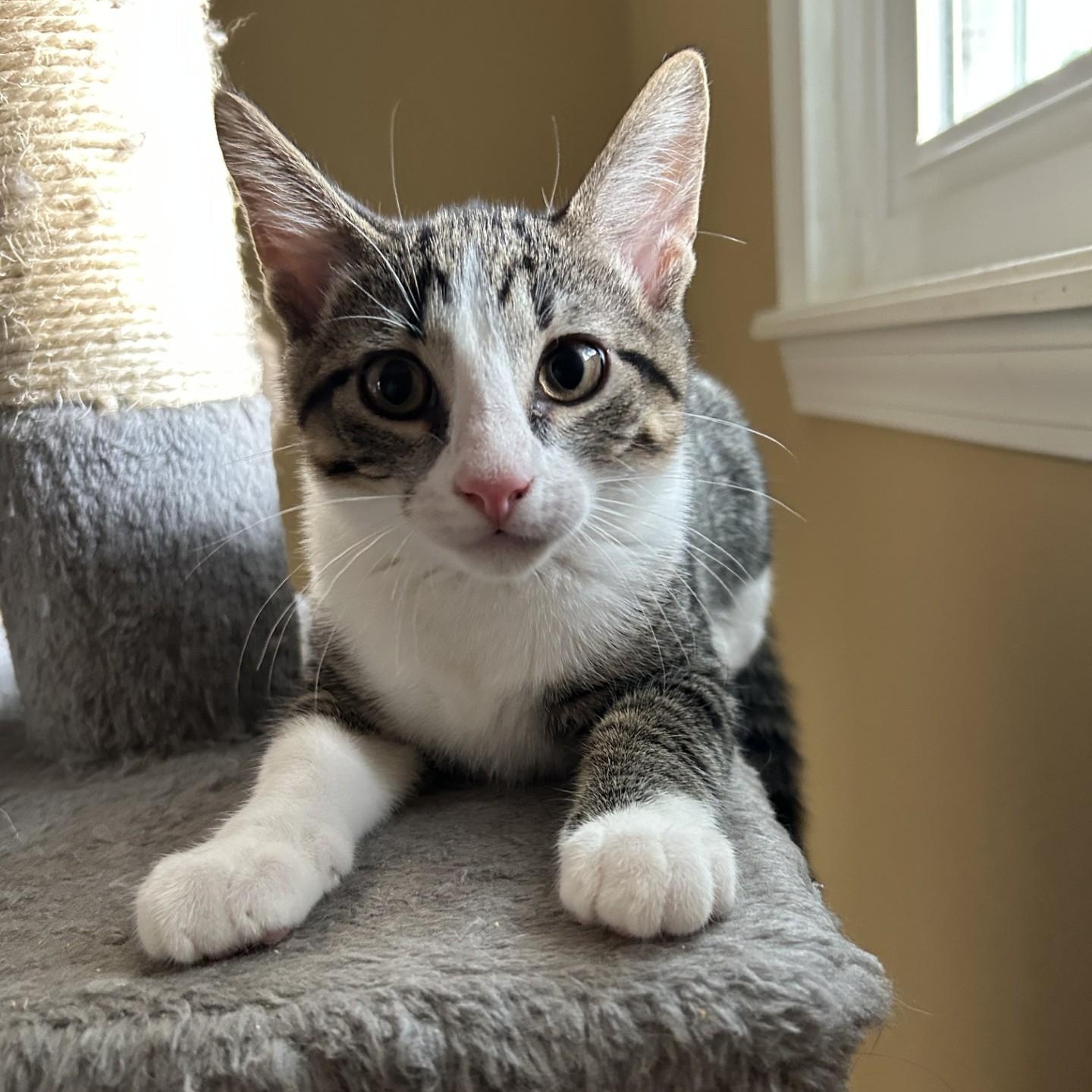 Shiitake, a Adoptable Domestic Short Hair in Springdale, AR image 1/2