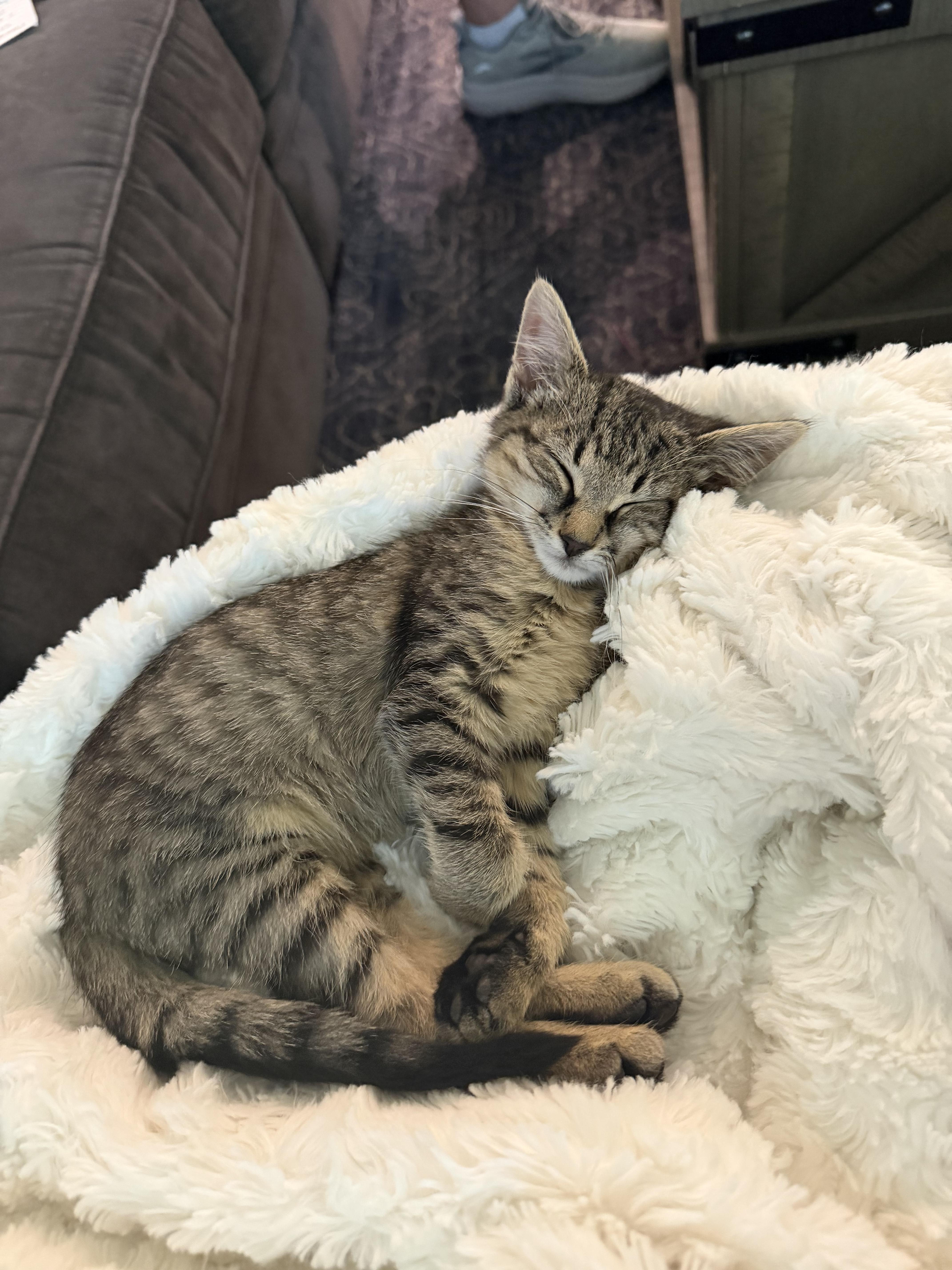 Enlarge Lucy, a Adoptable Domestic Medium Hair in Columbia, MO image 2/3
