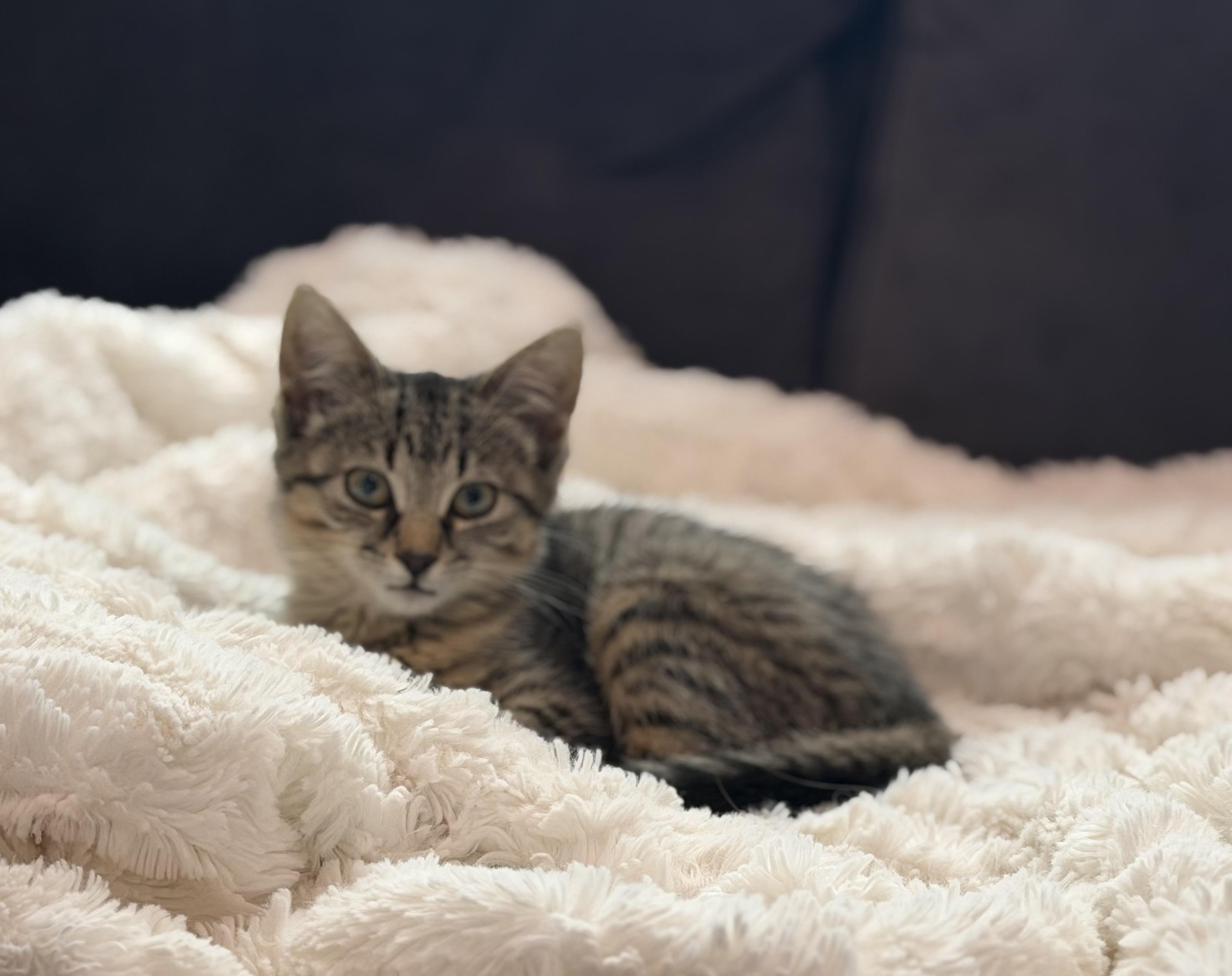 Lucy, Adoptable, Young Female Domestic Medium Hair.