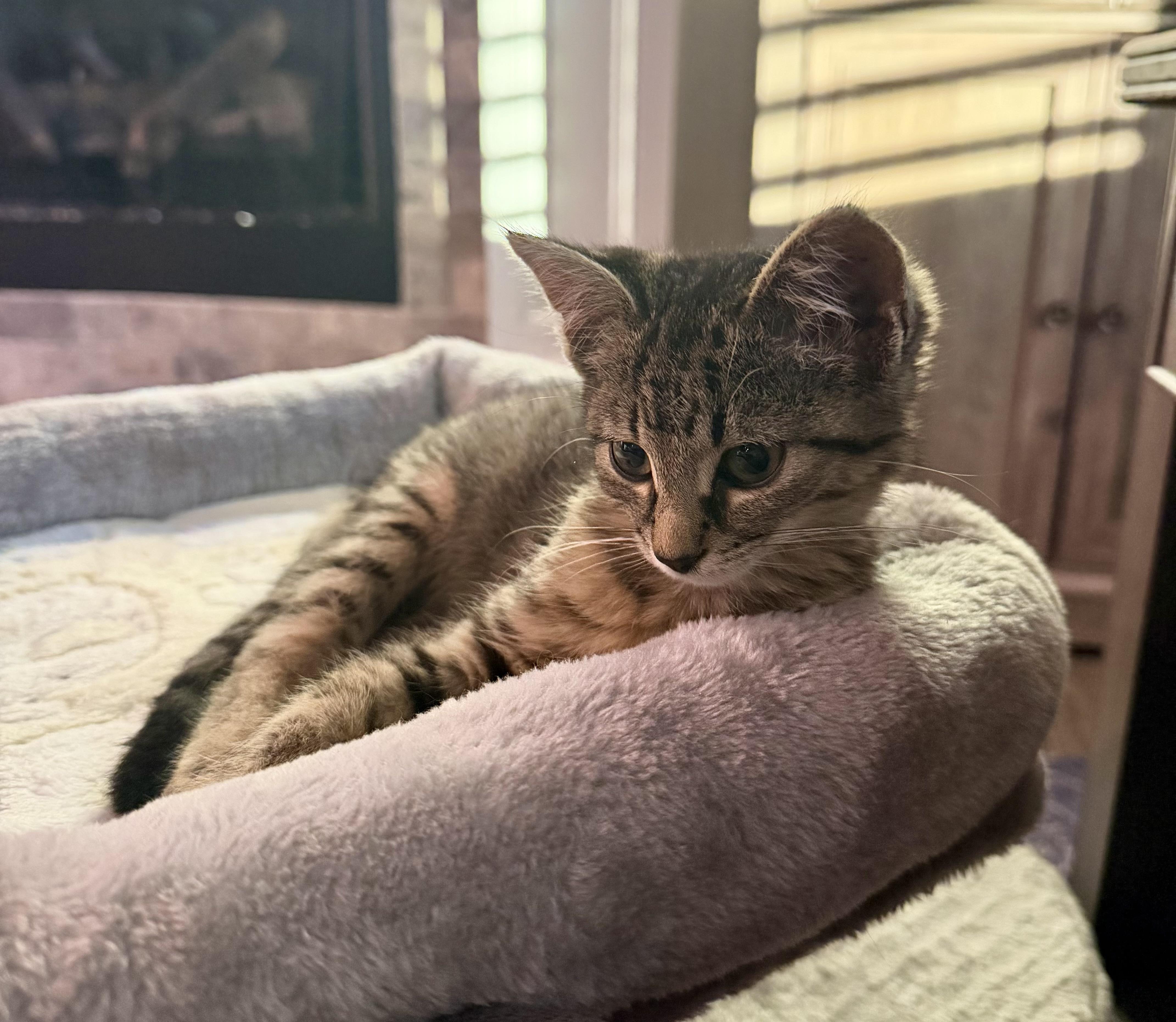 Enlarge Lucy, a Adoptable Domestic Medium Hair in Columbia, MO image 3/3