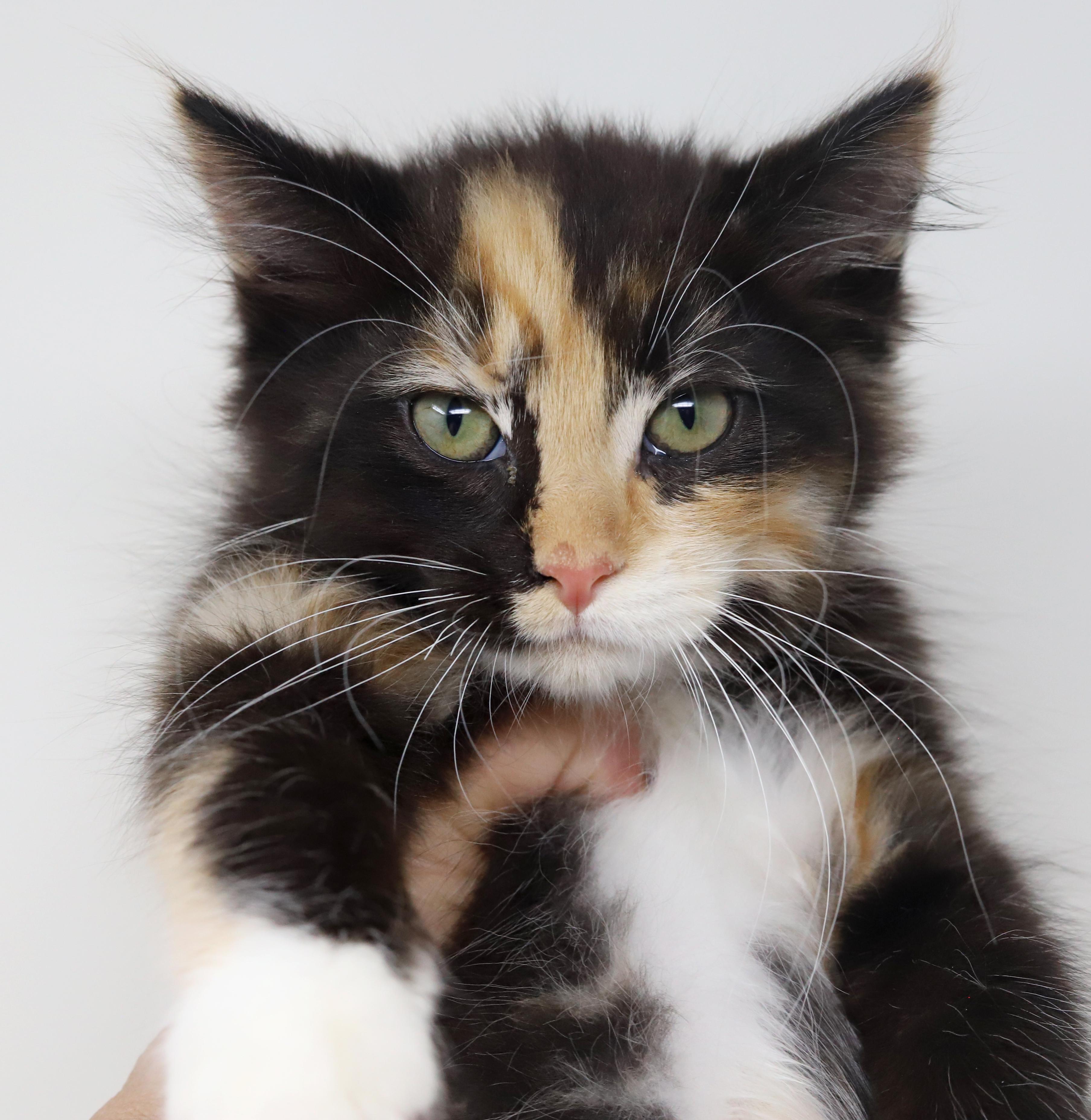 Kiwi can't be any kuter!  What a fluffy love muffin!, Baby Female Maine Coon