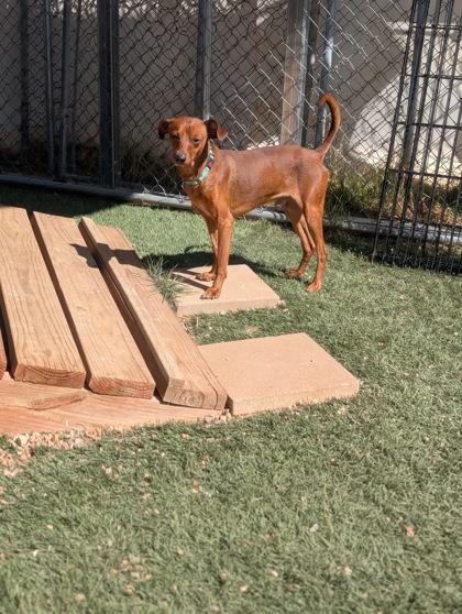 Rocky, a Adoptable mixed breed in Divide, CO image 2/2