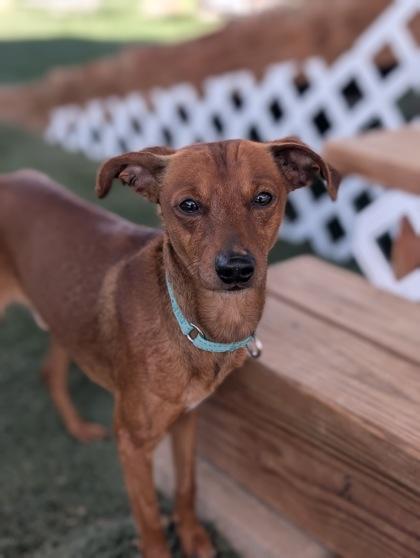 Rocky, Adoptable, Adult Male Manchester Terrier.