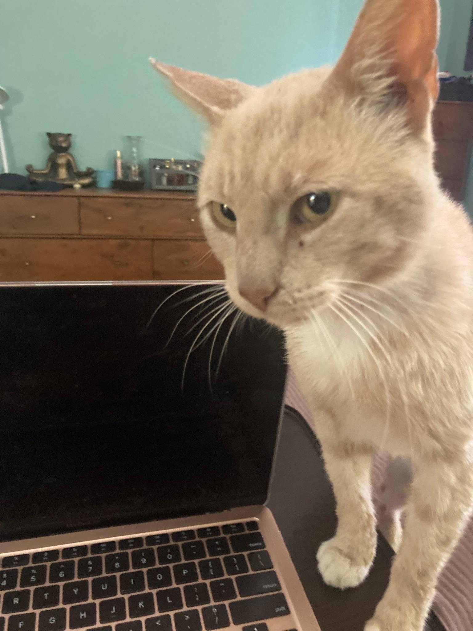 Garfield, an adopted Domestic Short Hair in South Ozone Park, NY image 2/4