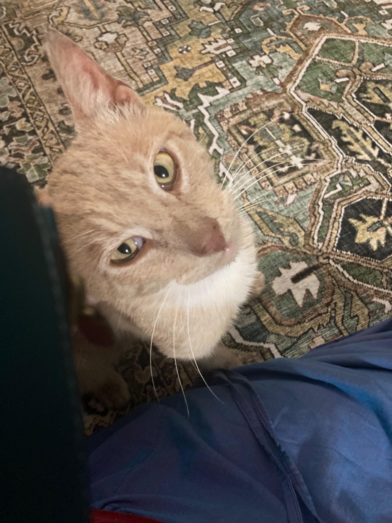 Garfield, an adopted Domestic Short Hair in South Ozone Park, NY image 1/4