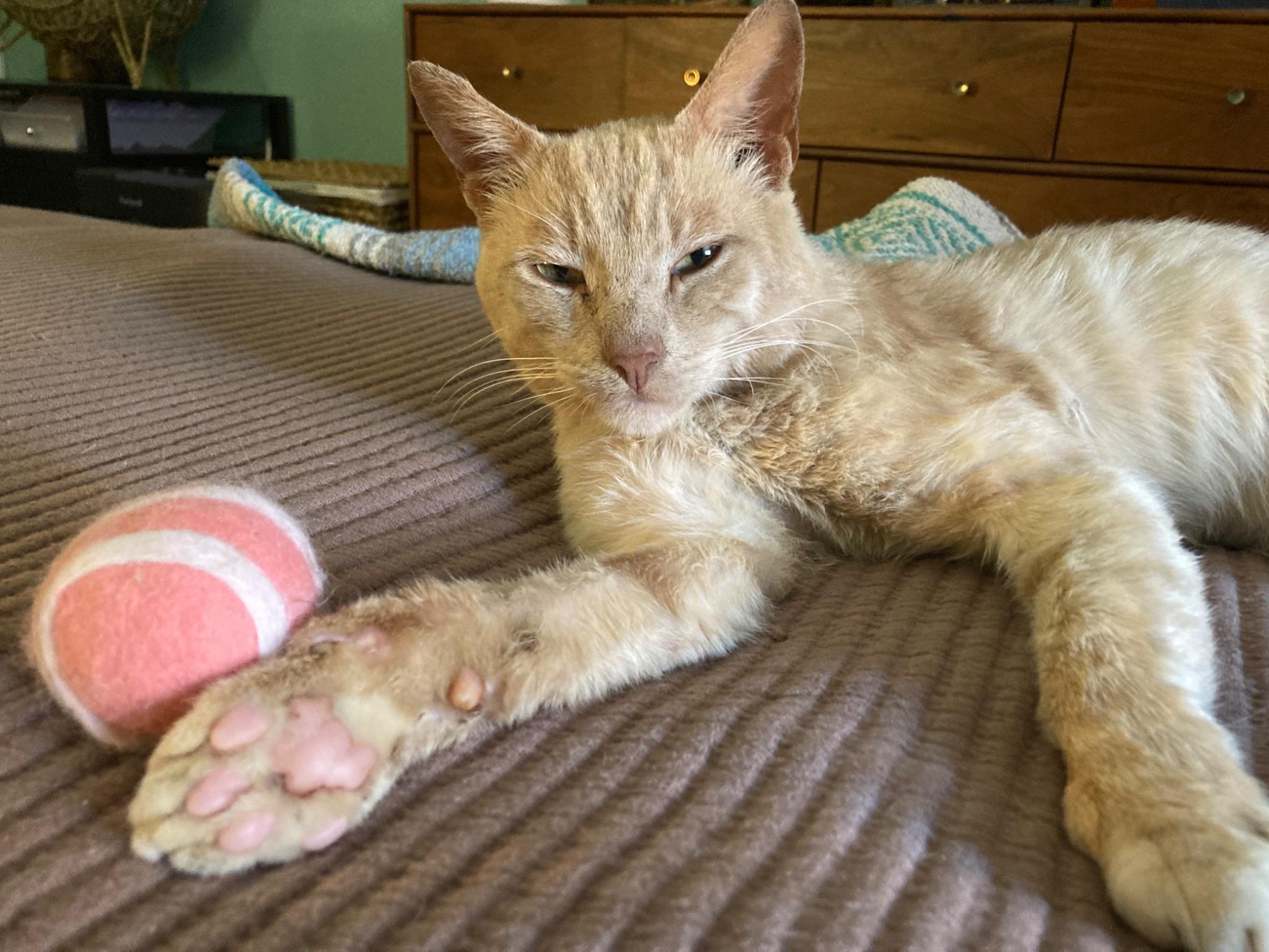 Garfield, an adopted Domestic Short Hair in South Ozone Park, NY image 4/4