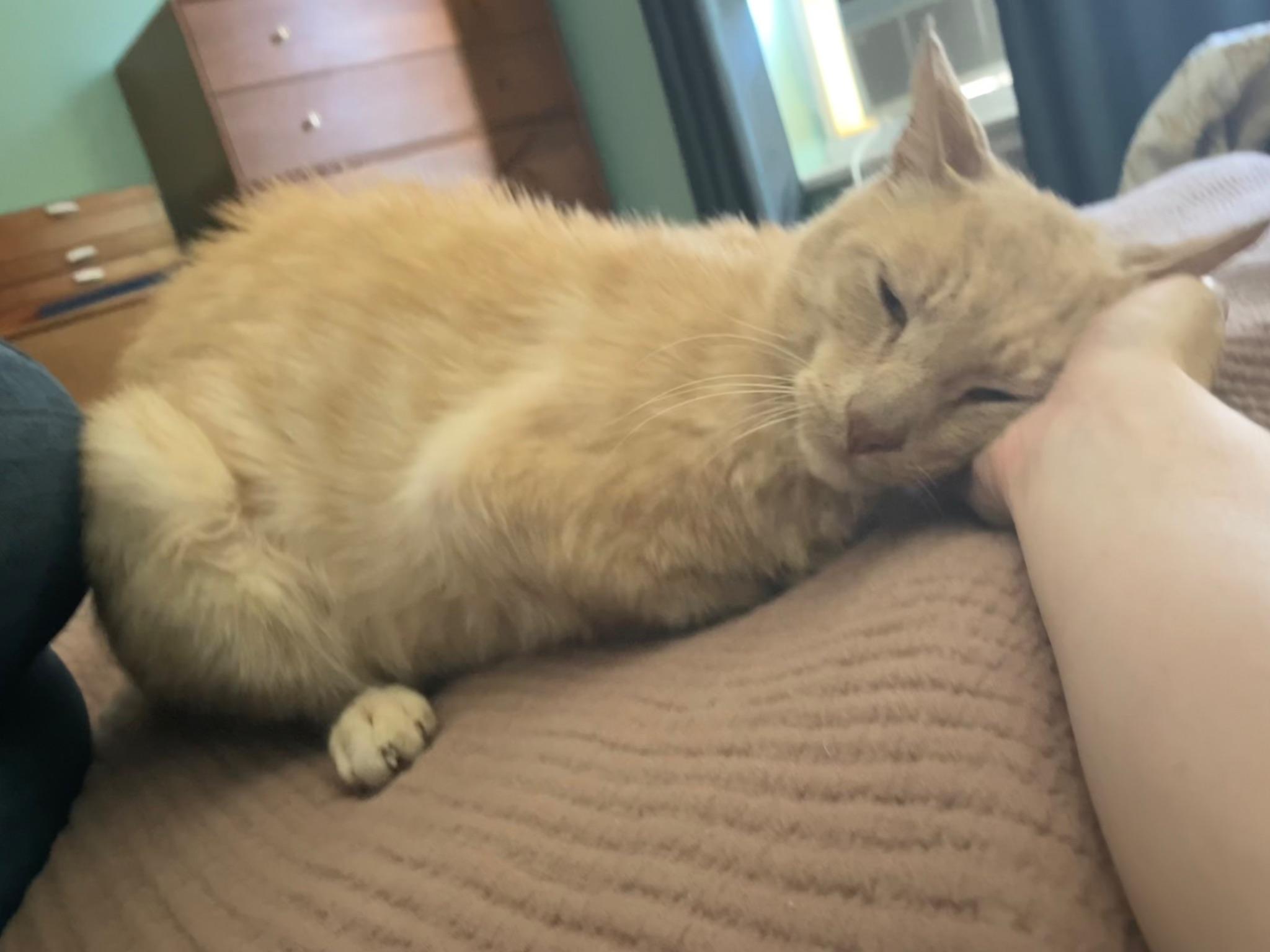 Garfield, an adopted Domestic Short Hair in South Ozone Park, NY image 3/4