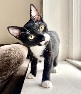 Enlarge Clam, a Adoptable mixed breed in Parkville, MD image 1/2