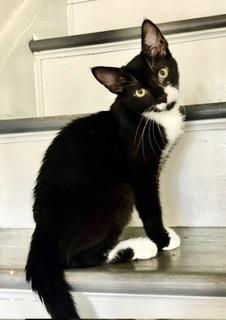 Enlarge Clam, a Adoptable mixed breed in Parkville, MD image 2/2