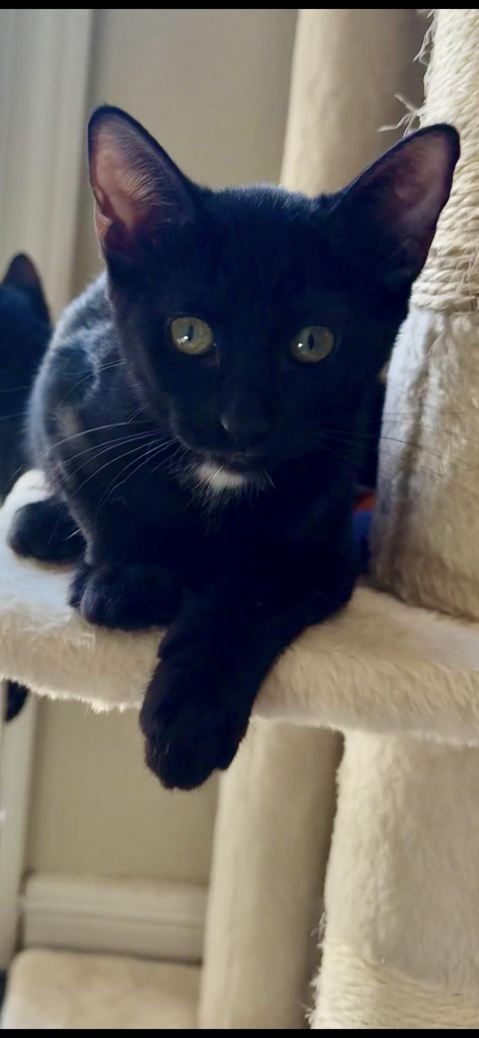 Enlarge Spot, a Adoptable Domestic Short Hair in Scottsdale, AZ image 1/1