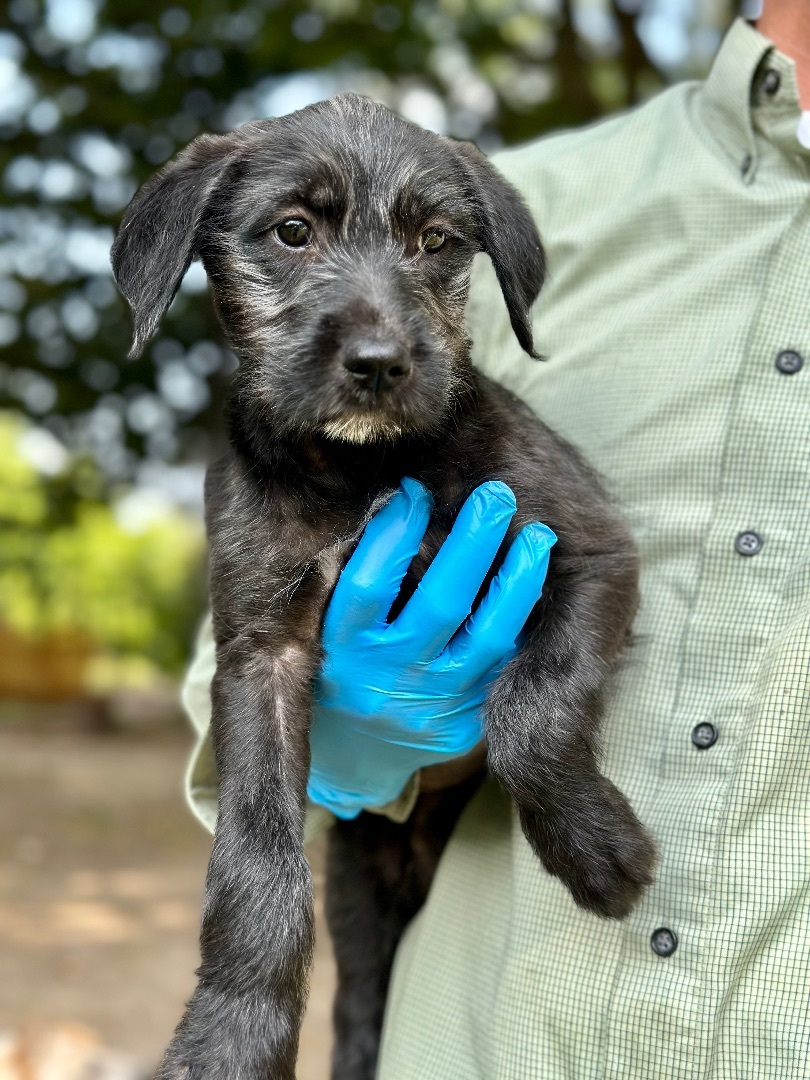 Lettie - Arriving in July, a Adopted Mixed Breed in Berwick, ME image 1/12