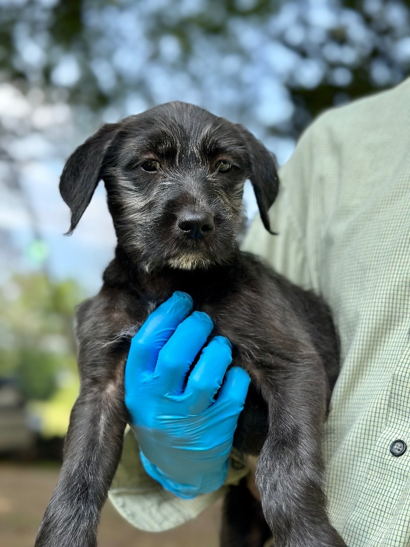 Lettie - Arriving in July, a Adopted Mixed Breed in Berwick, ME image 2/12