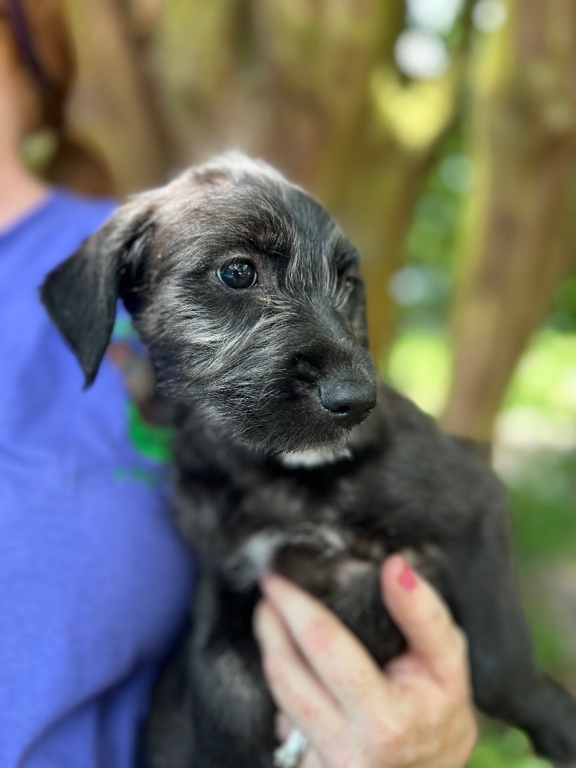 Lettie - Arriving in July, a Adopted Mixed Breed in Berwick, ME image 3/12