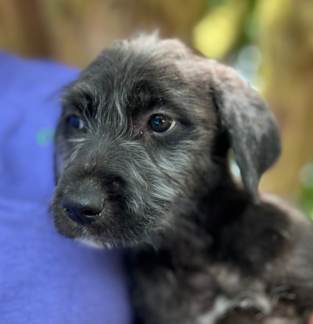 Lettie - Arriving in July, a Adopted Mixed Breed in Berwick, ME image 4/12