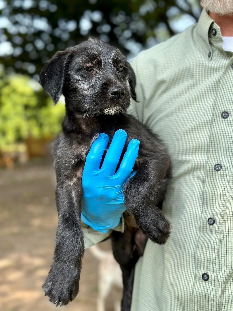 Lettie - Arriving in July, a Adopted Mixed Breed in Berwick, ME image 5/12