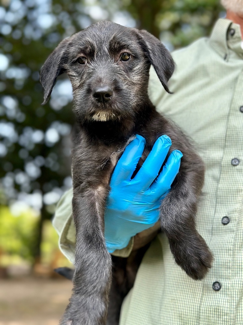 Lettie - Arriving in July, a Adopted Mixed Breed in Berwick, ME image 6/12