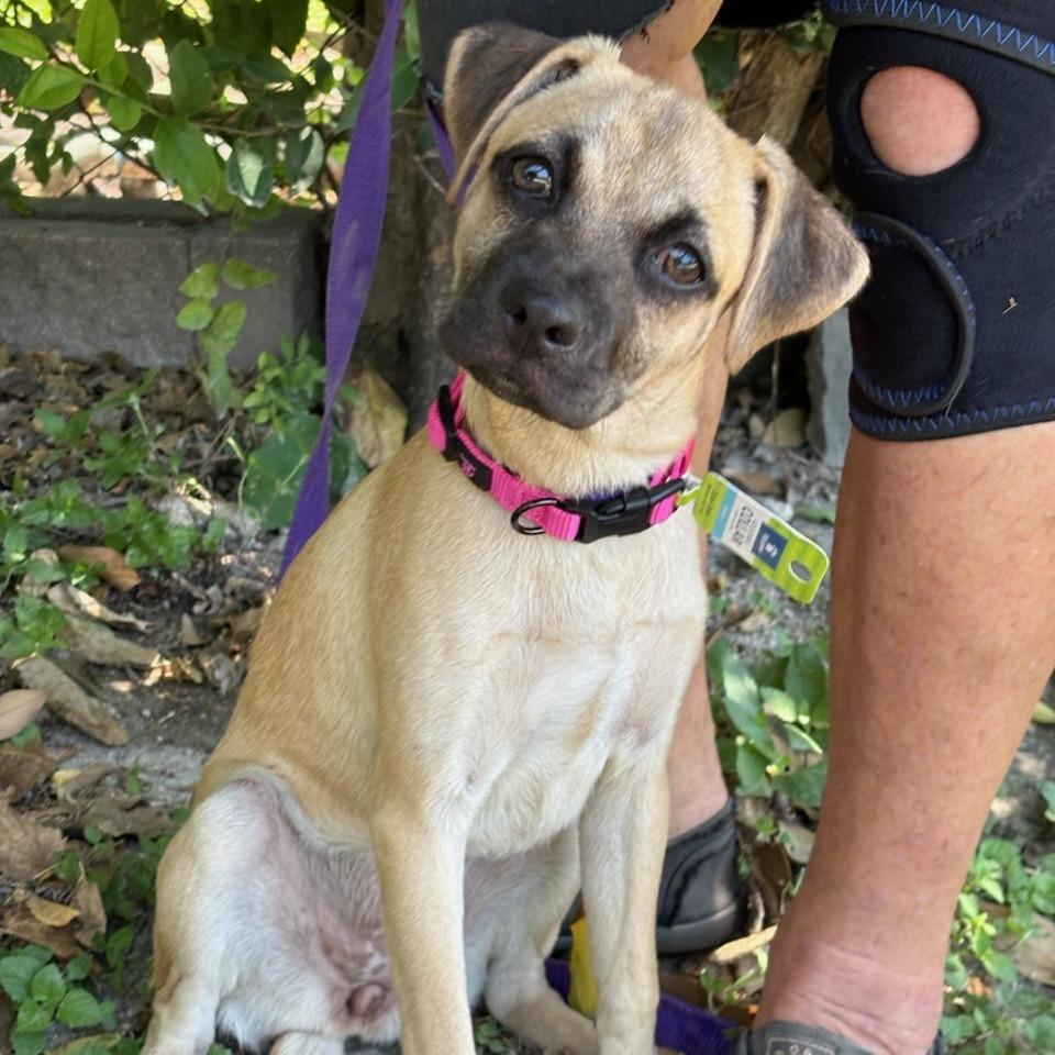 Dolly, Adoptable, Puppy Female Pug & Retriever.