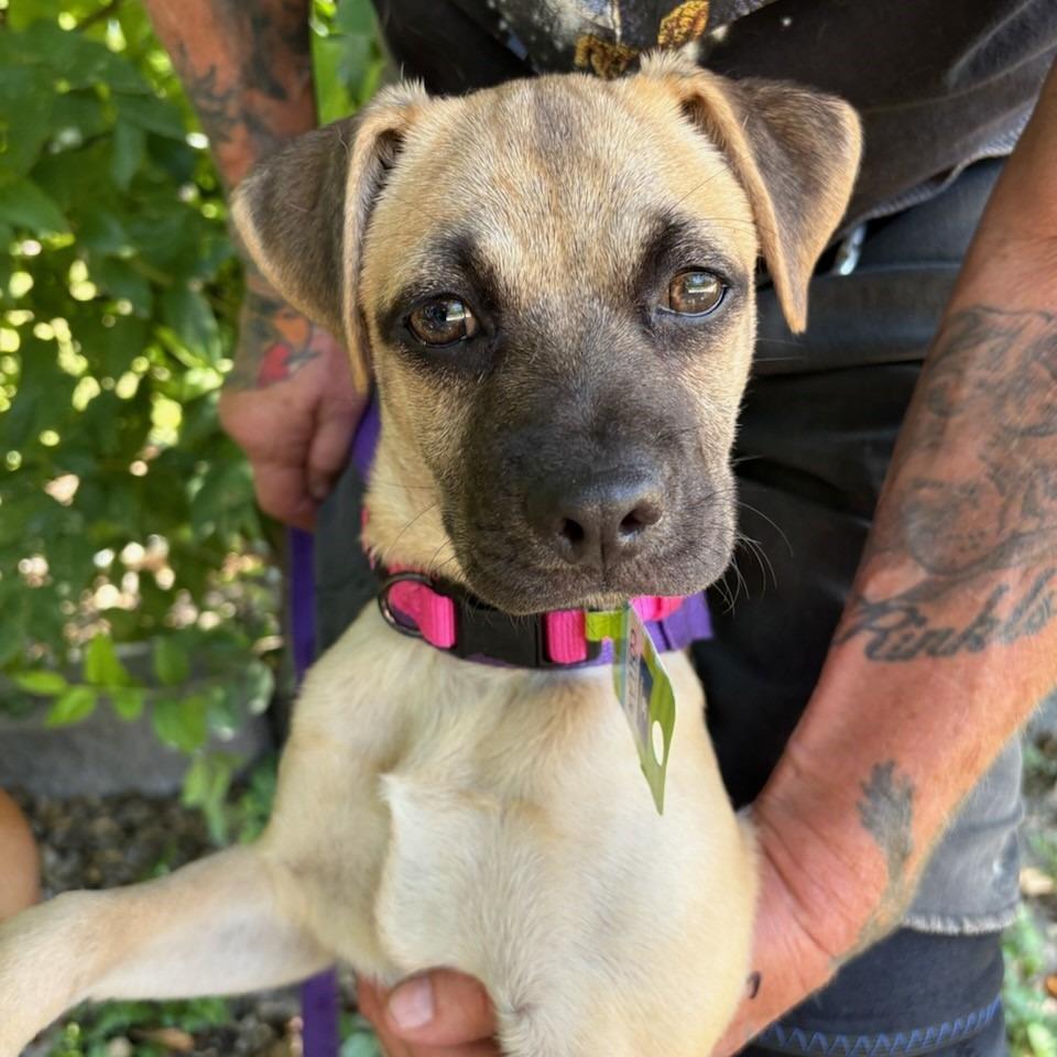 Enlarge Dolly, a Adoptable mixed breed in San Antonio, TX image 2/6