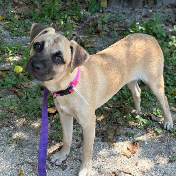 Enlarge Dolly, a Adoptable mixed breed in San Antonio, TX image 3/6