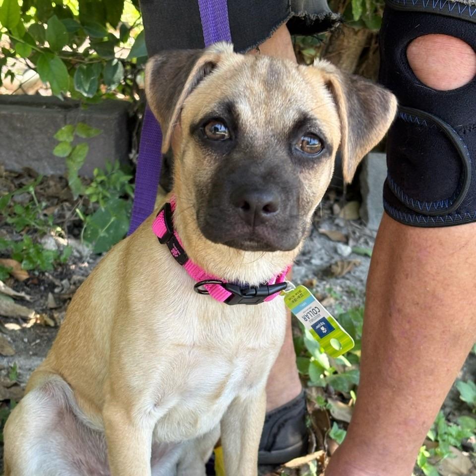 Enlarge Dolly, a Adoptable mixed breed in San Antonio, TX image 4/6