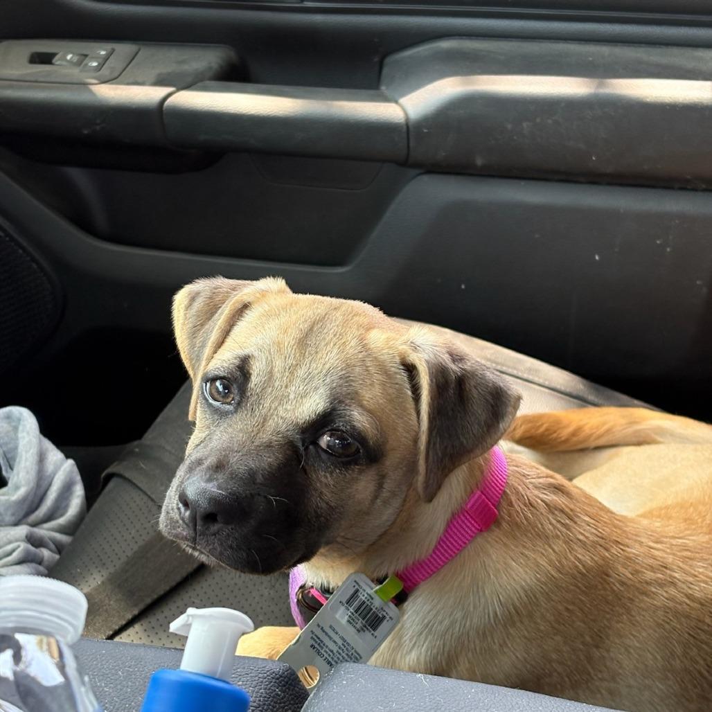Enlarge Dolly, a Adoptable mixed breed in San Antonio, TX image 5/6