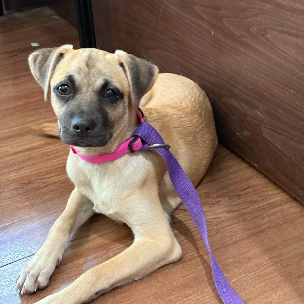 Enlarge Dolly, a Adoptable mixed breed in San Antonio, TX image 6/6