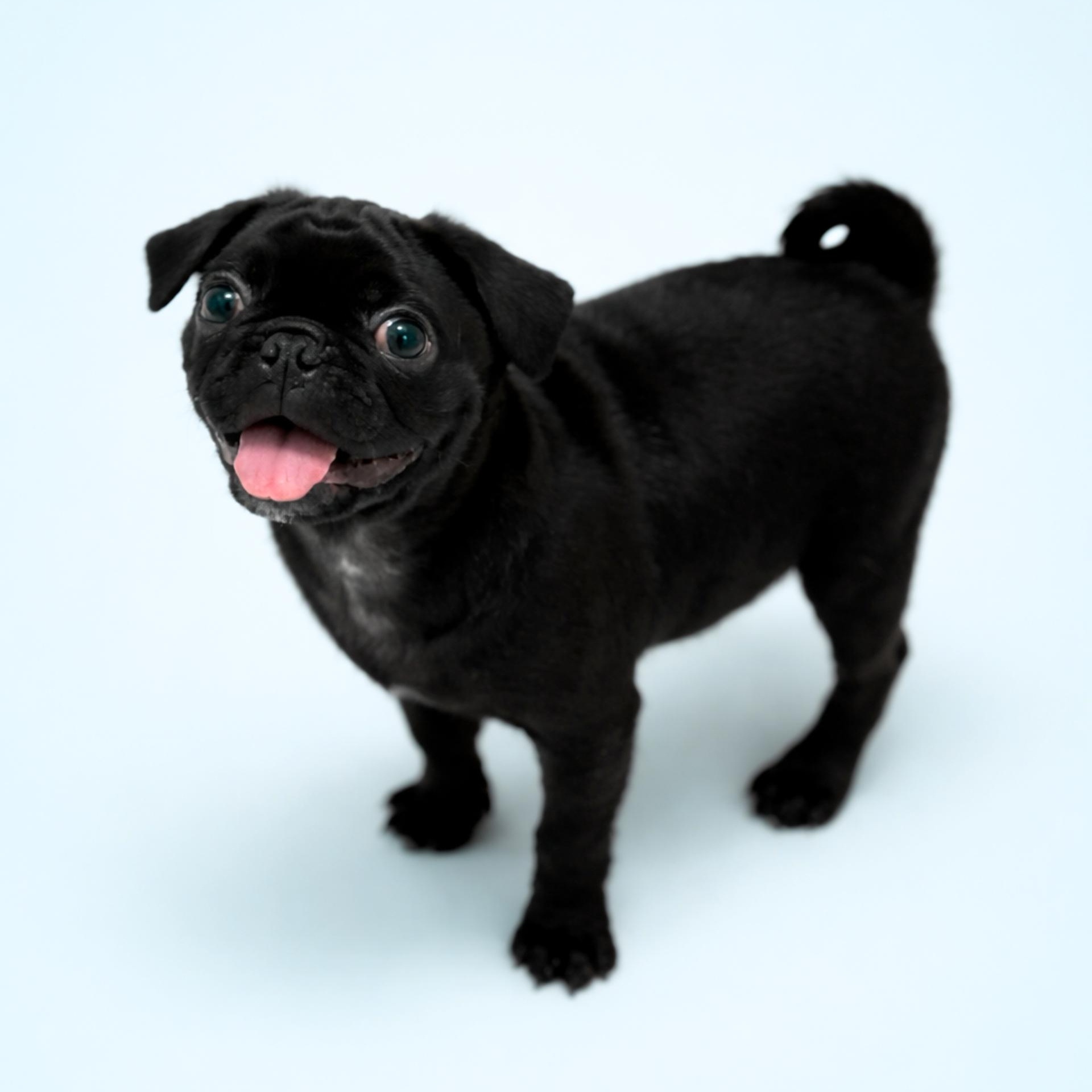 Gumbo, adopted, Puppy Male Pug.