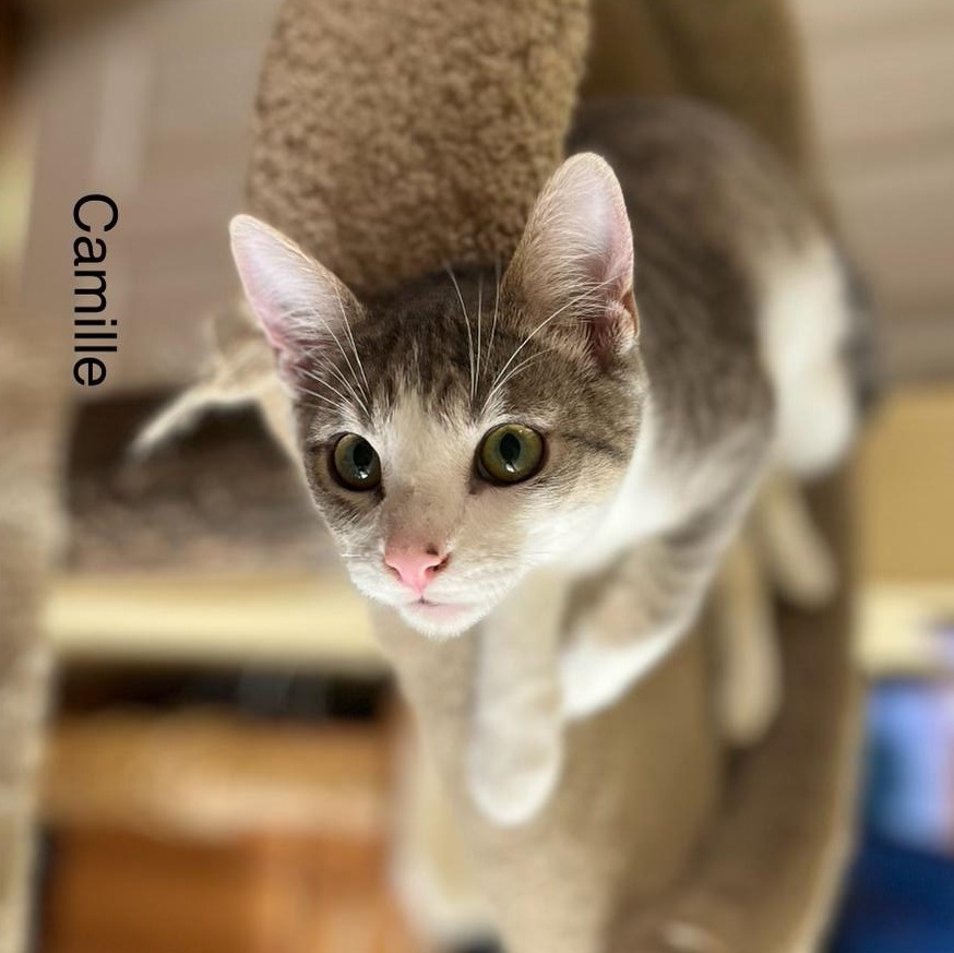 Camille is Ready to Be Your Purrfect Companion!, Adoptable, Young Male American Shorthair.
