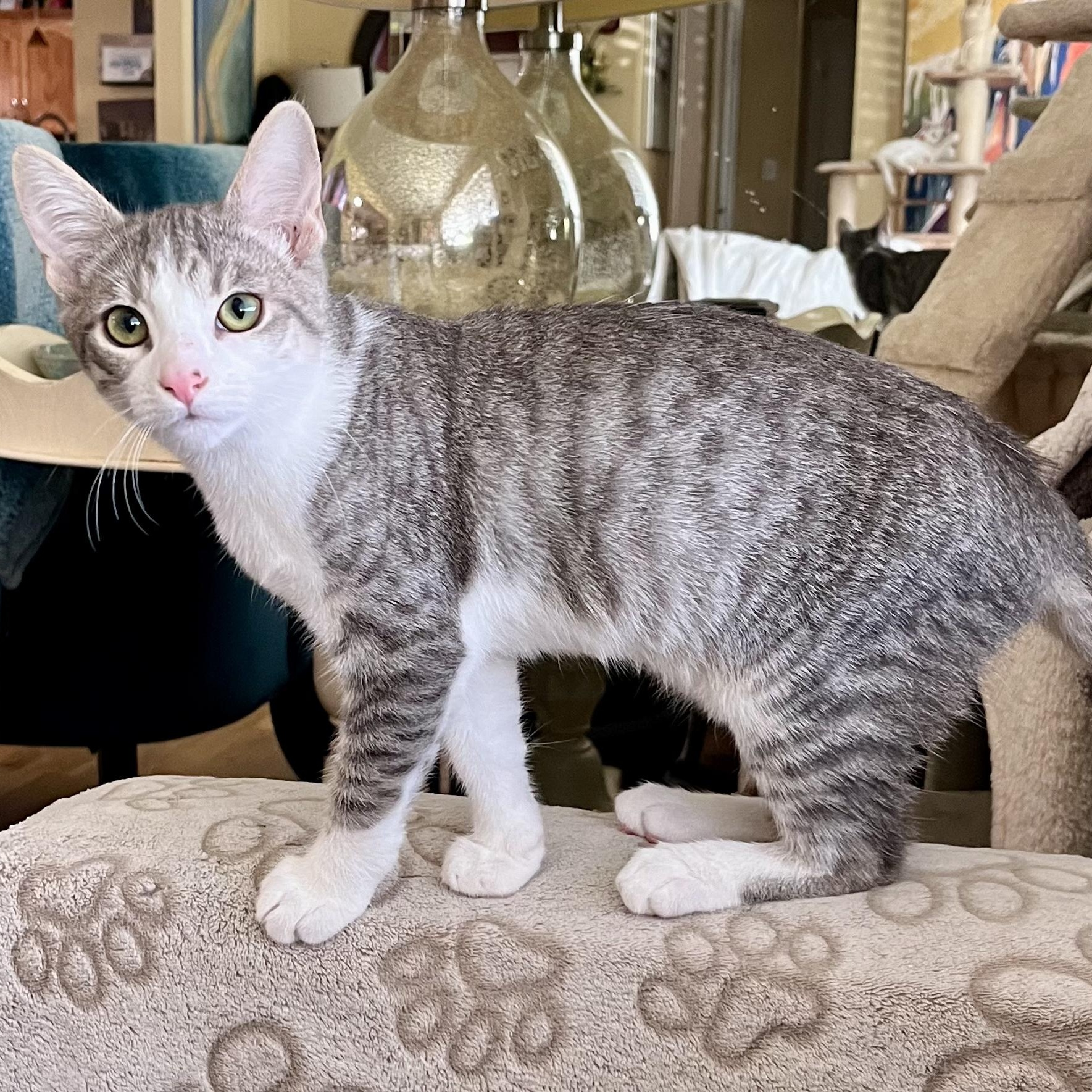 Camille is Ready to Be Your Purrfect Companion!