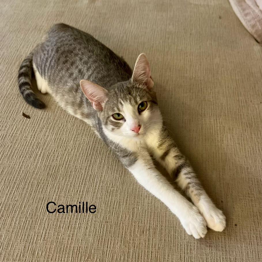 Camille is Ready to Be Your Purrfect Companion!
