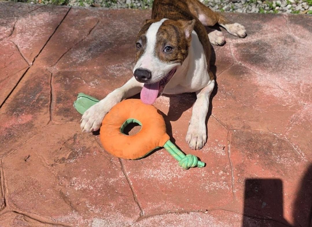 Enlarge Waldo, a ADOPTABLE mixed breed in Miami, FL image 1/1