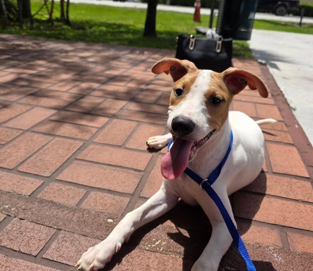 Wilson, ADOPTABLE, Young Male Jack Russell Terrier.