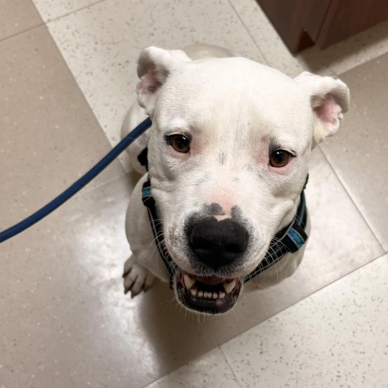 Enlarge Boni, a Adoptable mixed breed in Lebanon , NH image 5/6