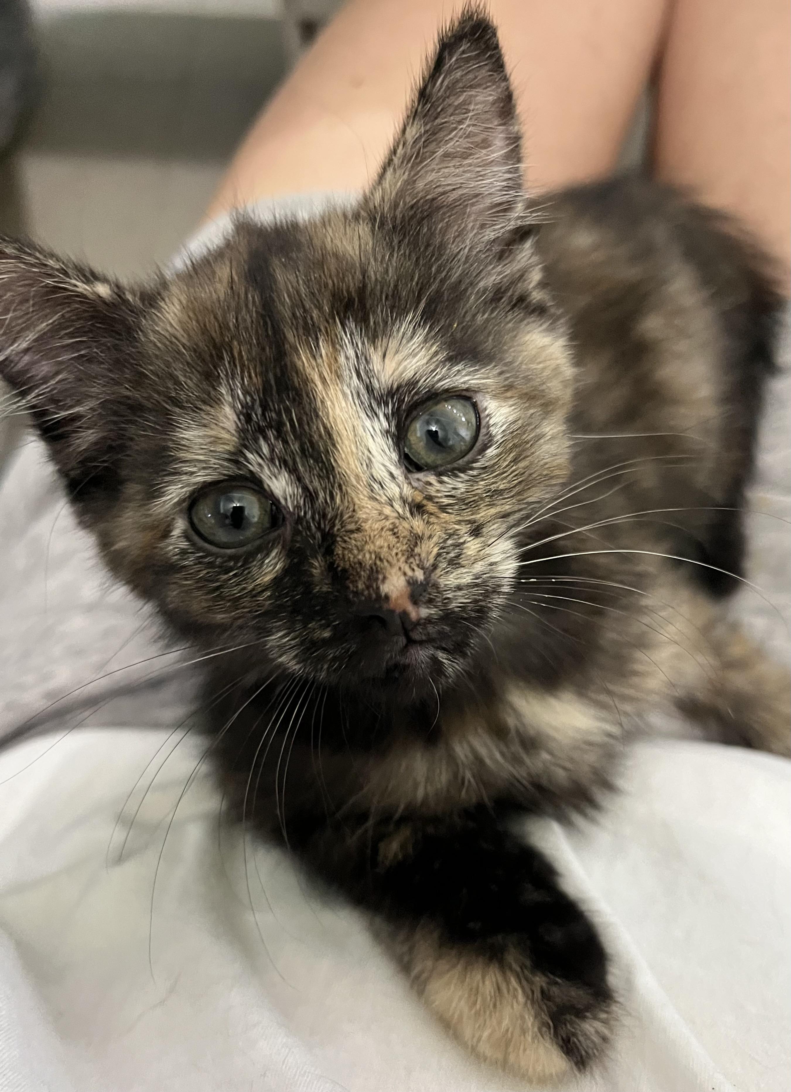 Cheese crew - Ricotta - female, adopted, Kitten Female Domestic Short Hair.