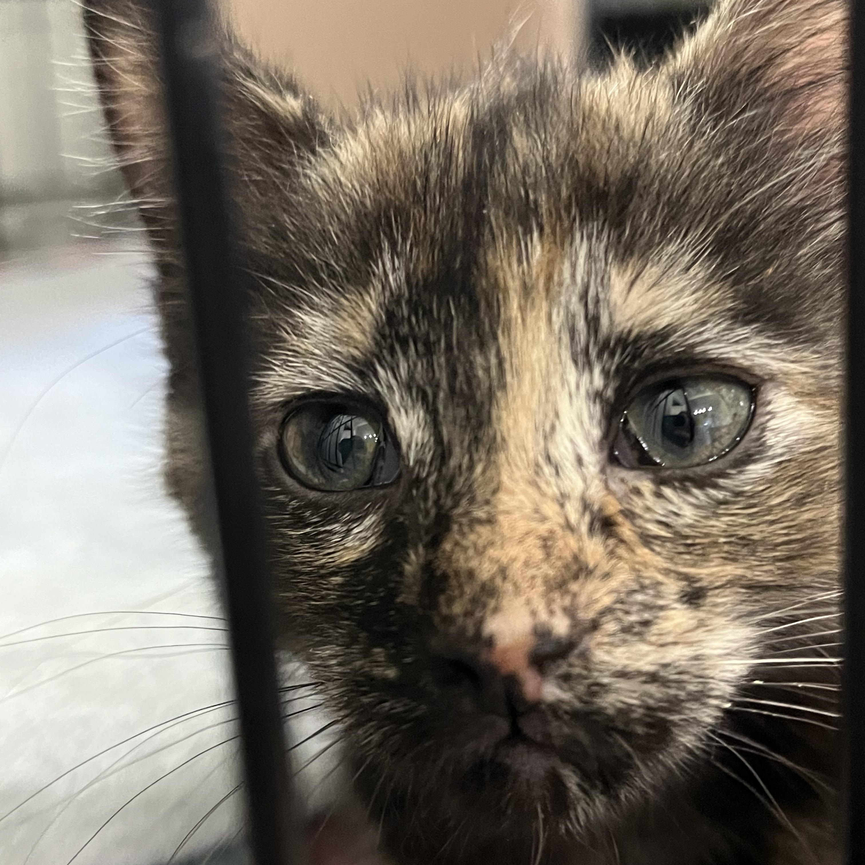 Cheese crew - Ricotta - female, an adopted Domestic Short Hair in Moline, IL image 2/6