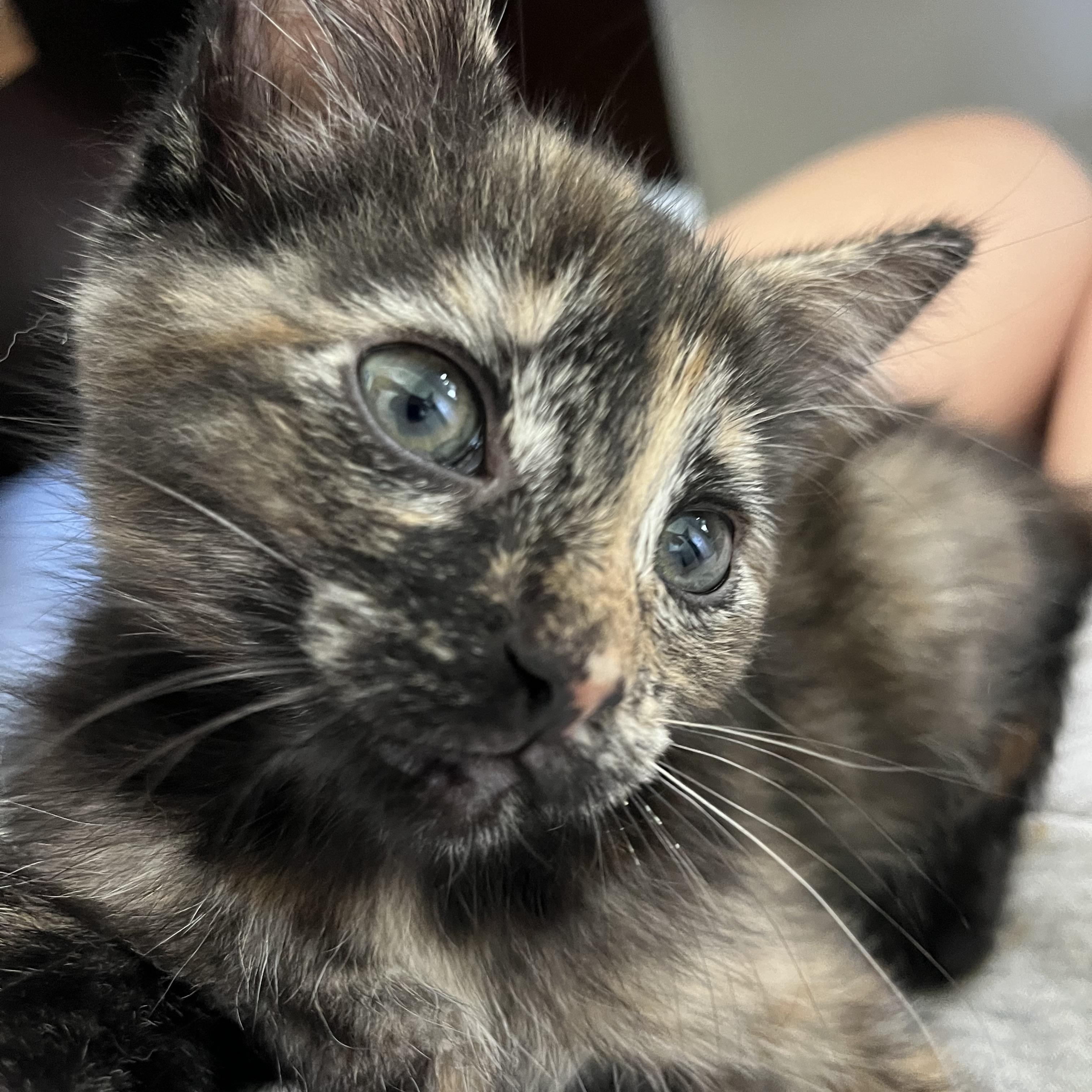 Cheese crew - Ricotta - female, an adopted Domestic Short Hair in Moline, IL image 4/6