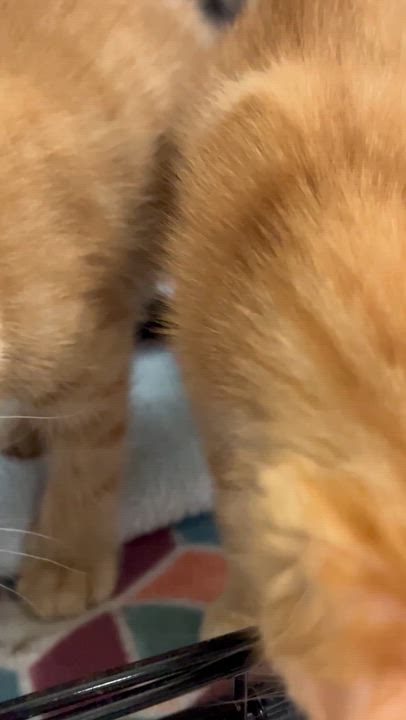 Enlarge Cheese crew - Ricotta - female, an adopted Domestic Short Hair in Moline, IL video 5/6