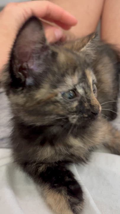 Enlarge Cheese crew - Ricotta - female, an adopted Domestic Short Hair in Moline, IL video 6/6