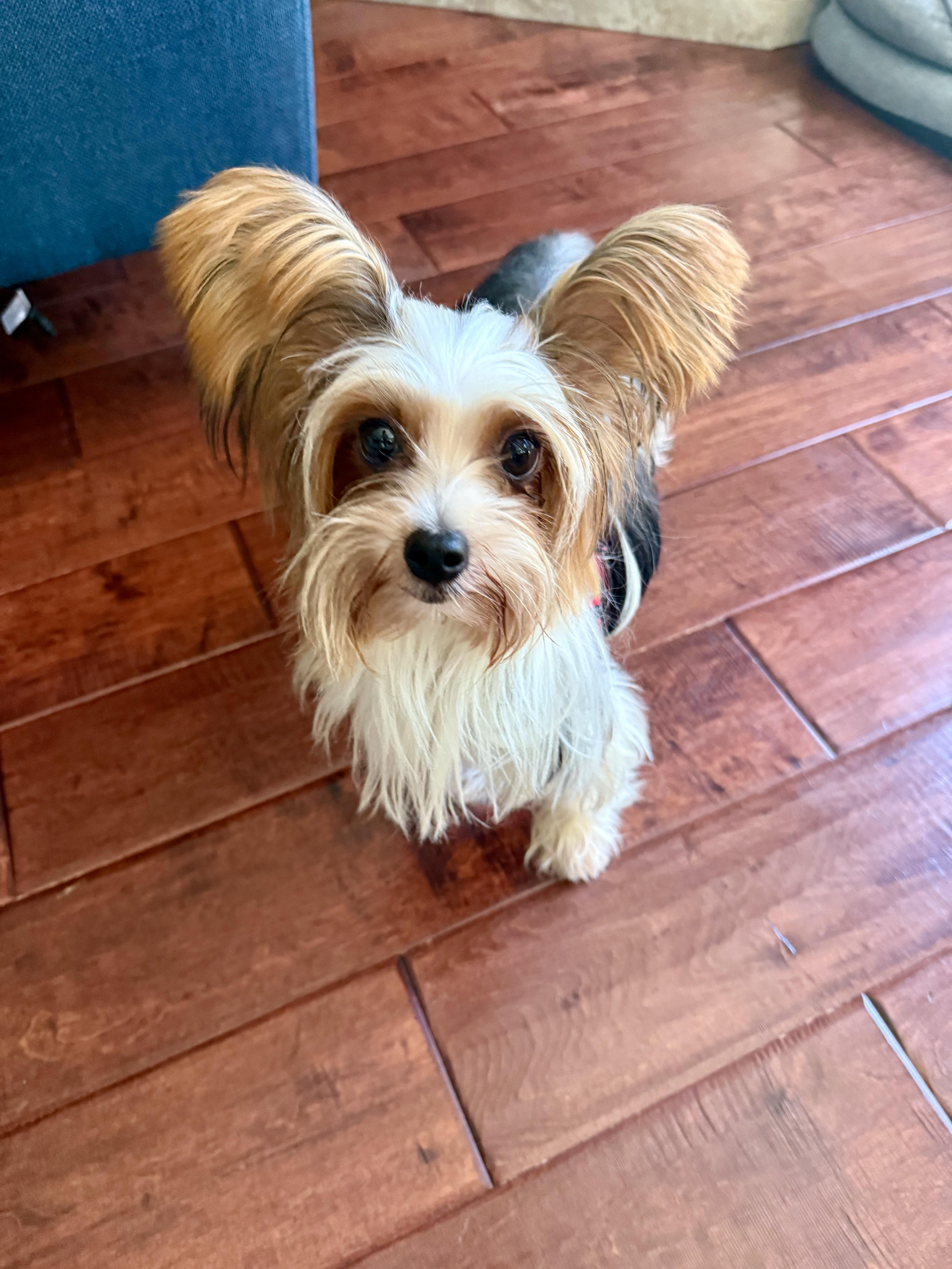 Rosa (aka Rosie), a Adoptable Yorkshire Terrier in Rancho Santa Fe, CA image 1/4