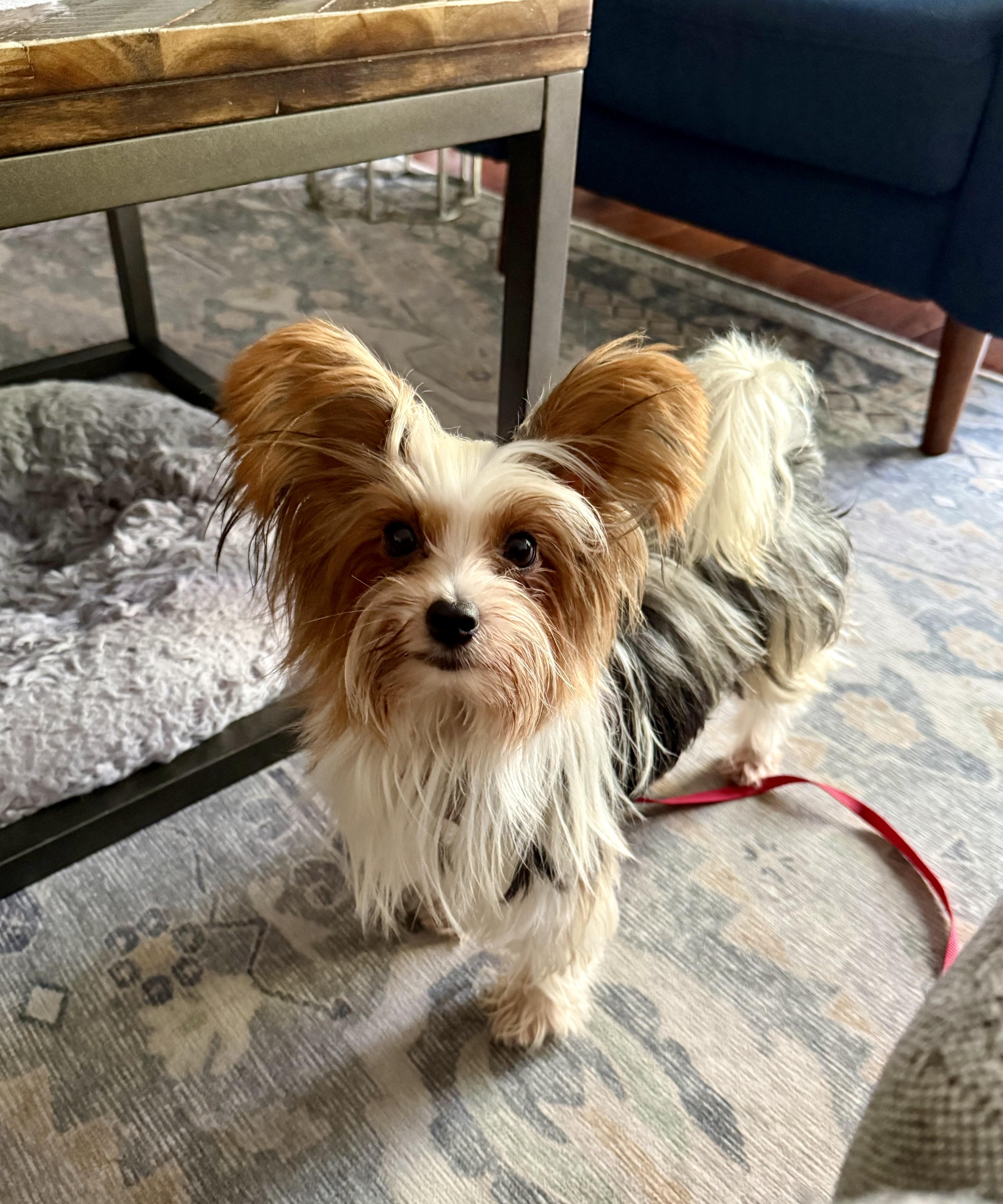 Rosa (aka Rosie), Adoptable, Adult Female Yorkshire Terrier.