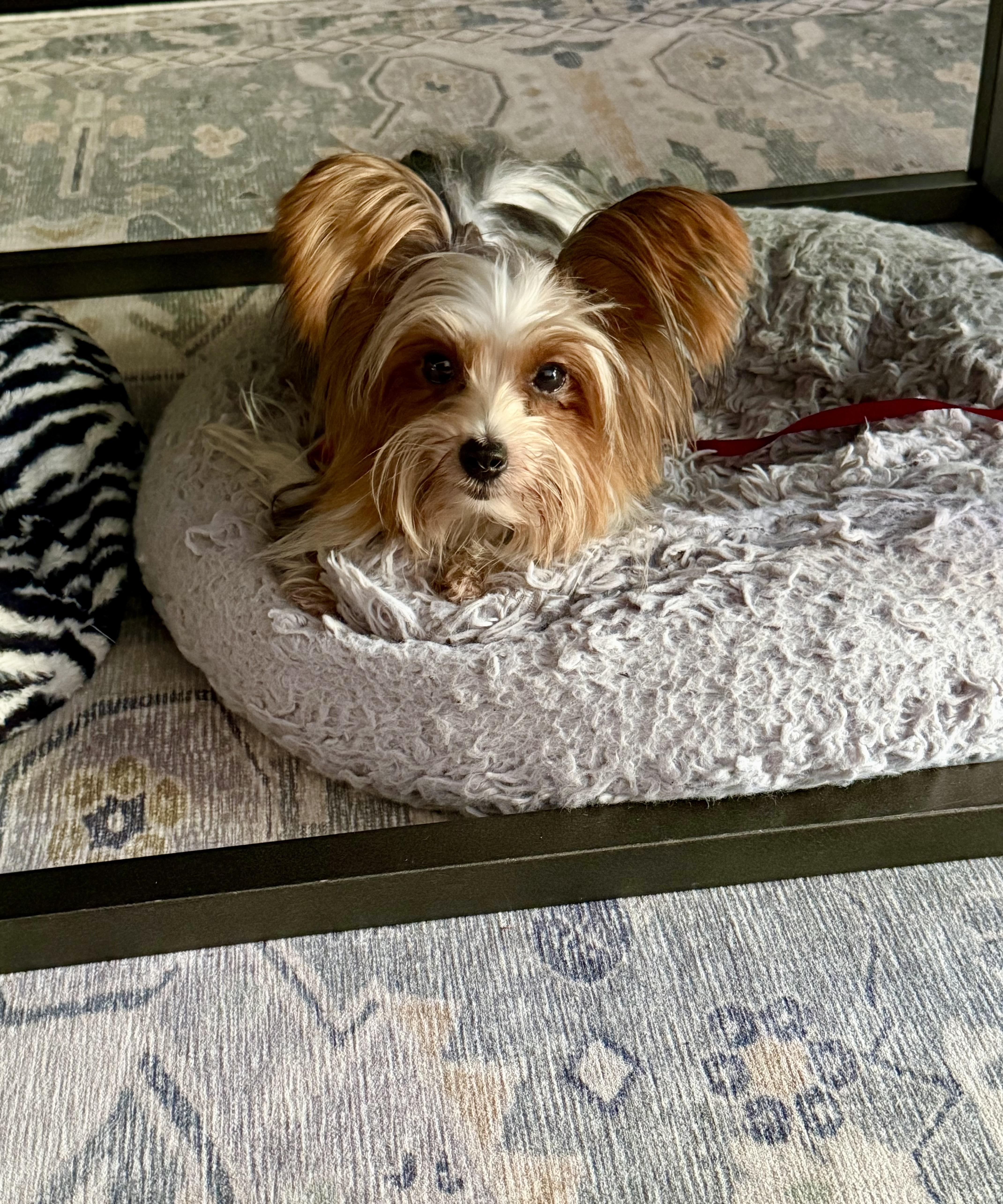 Rosa (aka Rosie), a Adoptable Yorkshire Terrier in Rancho Santa Fe, CA image 3/4