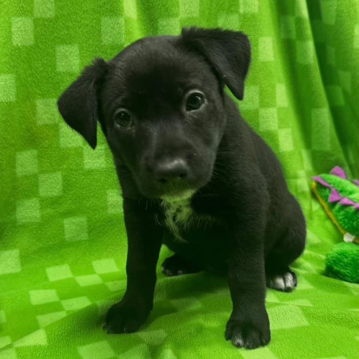 ASHER (Video), Adoptable, Puppy Male Australian Kelpie.