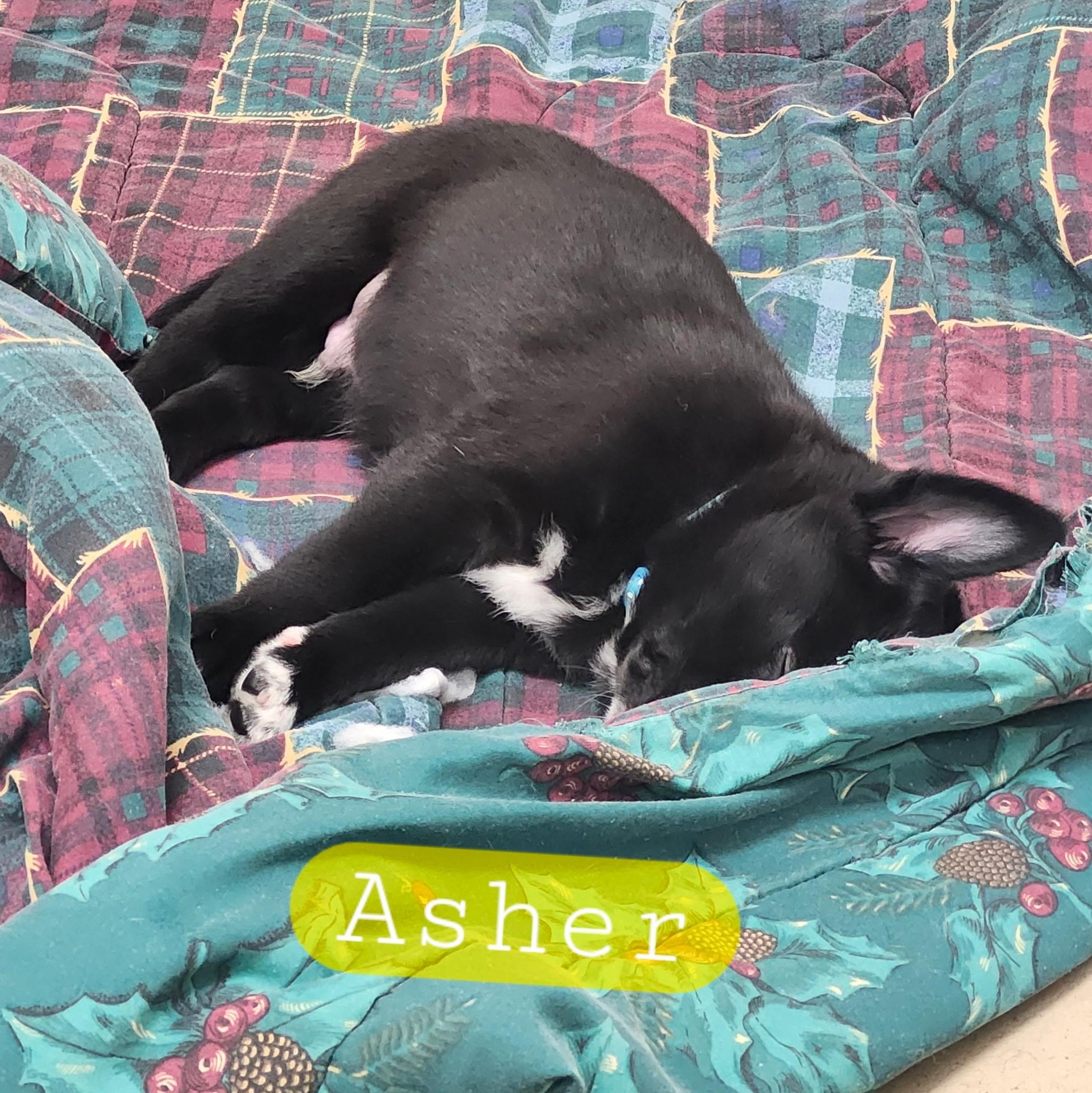 ASHER (Video), a Adoptable mixed breed in Ashland, OH image 2/5