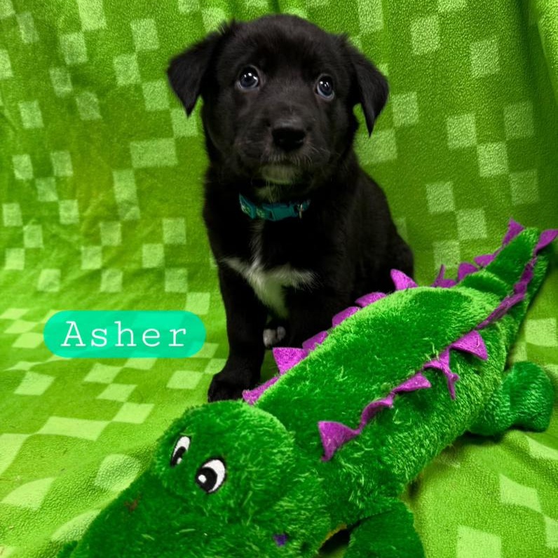 ASHER (Video), a Adoptable mixed breed in Ashland, OH image 3/5