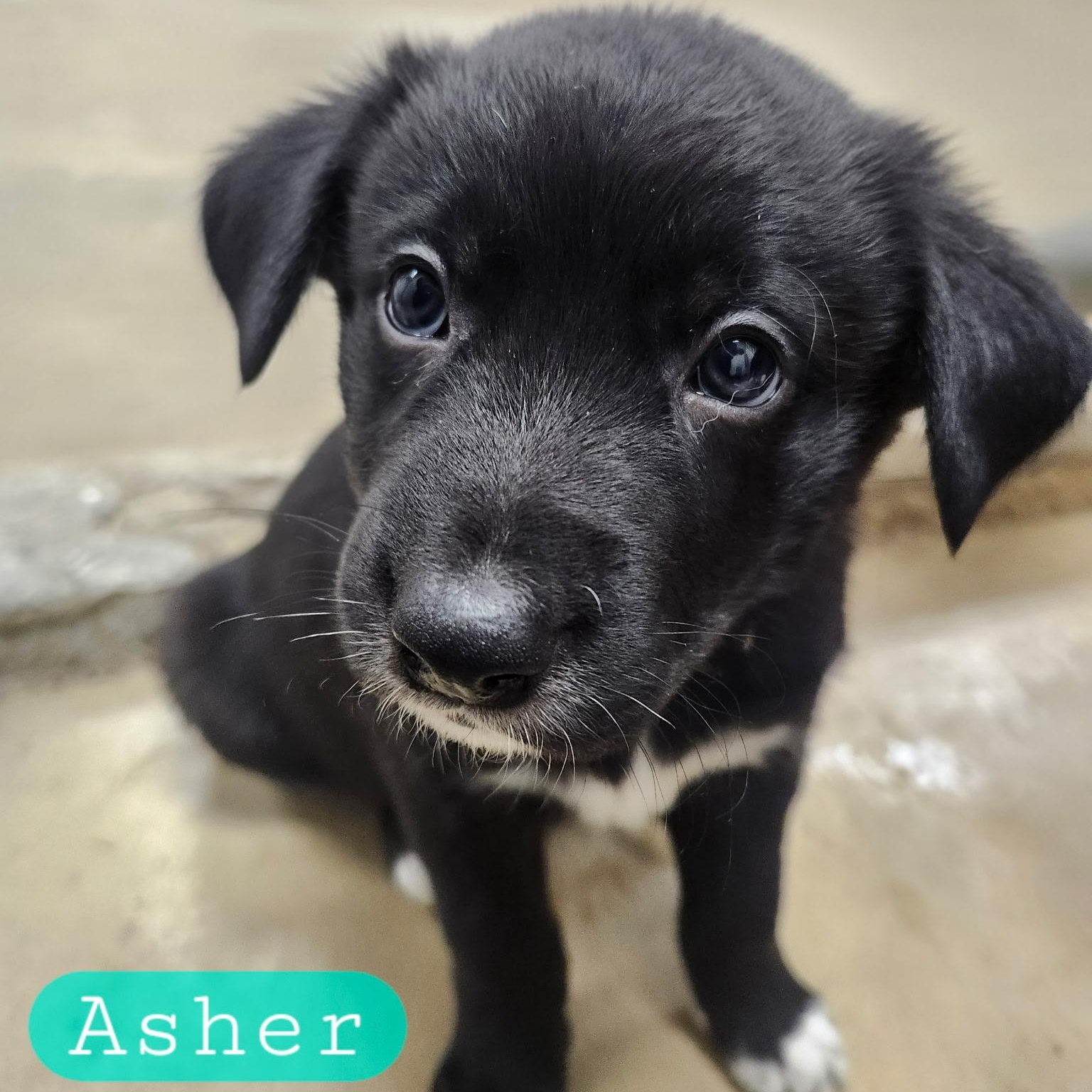 ASHER (Video), a Adoptable mixed breed in Ashland, OH image 4/5