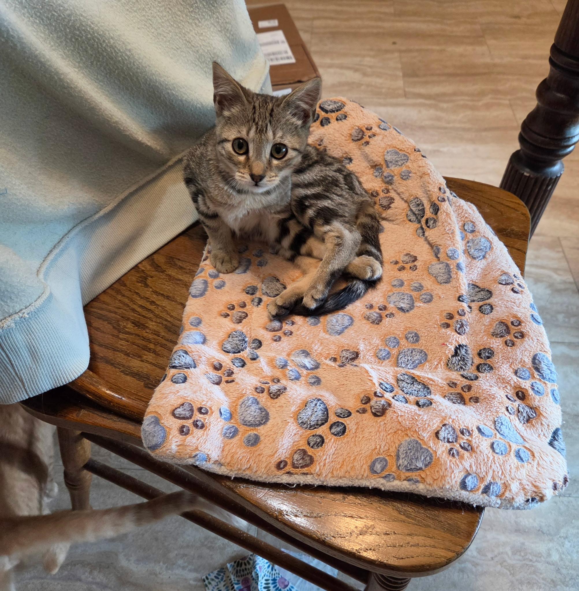 Enlarge Marv, a Adoptable Domestic Short Hair in Houston, TX image 1/4