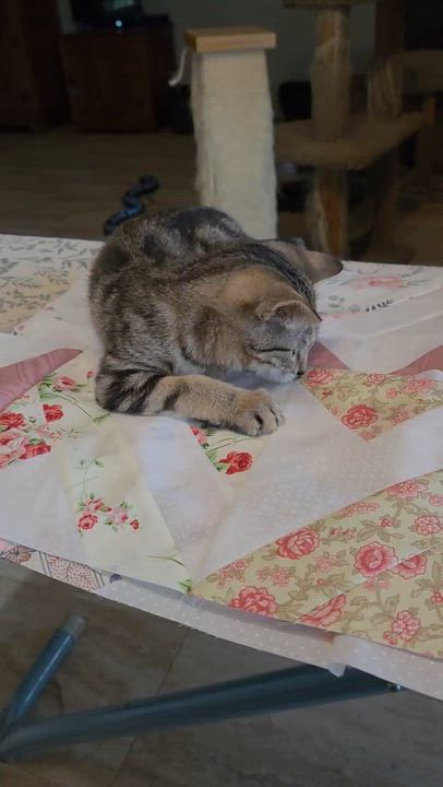 Enlarge Marv, a Adoptable Domestic Short Hair in Houston, TX video 4/4