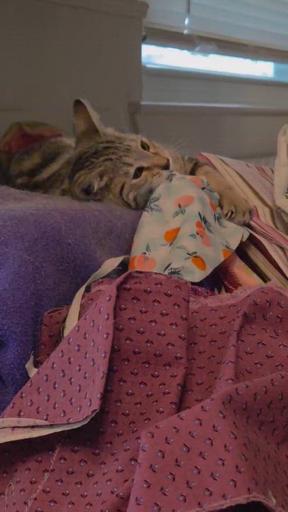 Enlarge Marv, a Adoptable Domestic Short Hair in Houston, TX video 2/4